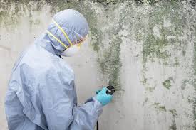 Biohazard Mold Removal in Willow, AK